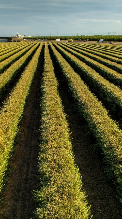 Finca rústica agrícola