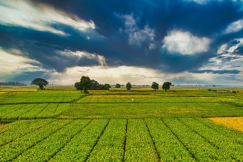 Explotación mixta de frutos secos valorada por Agrovalue