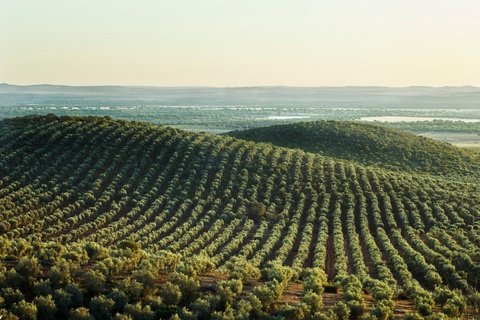 Olivar tradicional valorado por Agrovalue